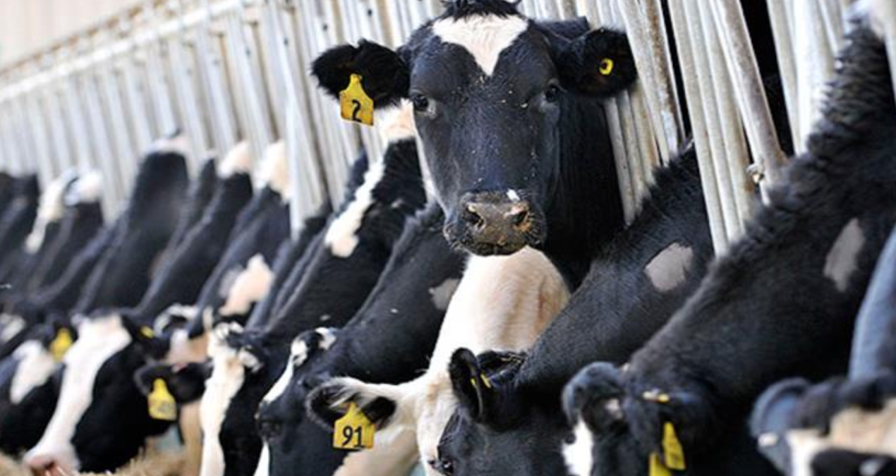 hayvancilikla ilgili destekleme miktarlarinda artisa gidildi II5LNHTE