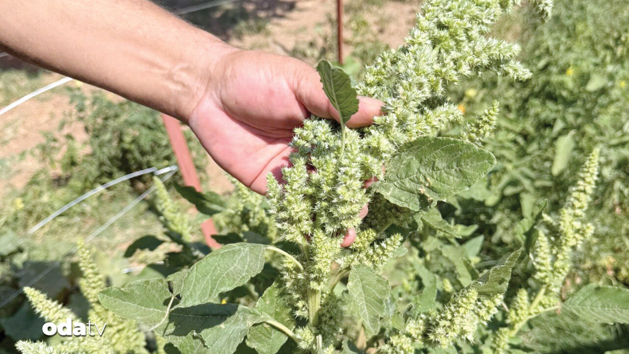 tokattan isvicreye bitkide buyuk donusum 6SwnBN1t