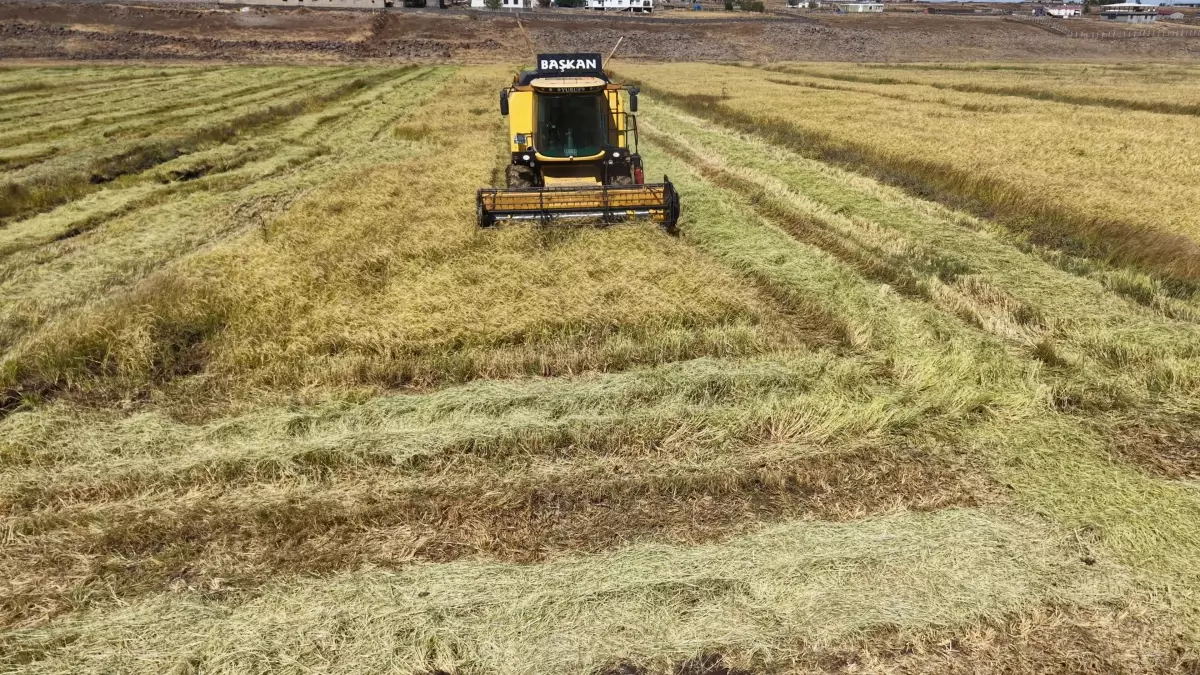 diyarbakirda organik pirinc uretimi 5dmP6vwi