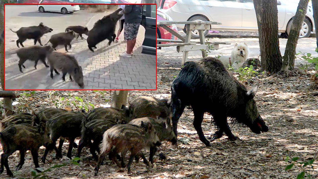 beslemeye calistigi yaban domuzu tatilcinin kolunu isirdi elLpShEs.jpg