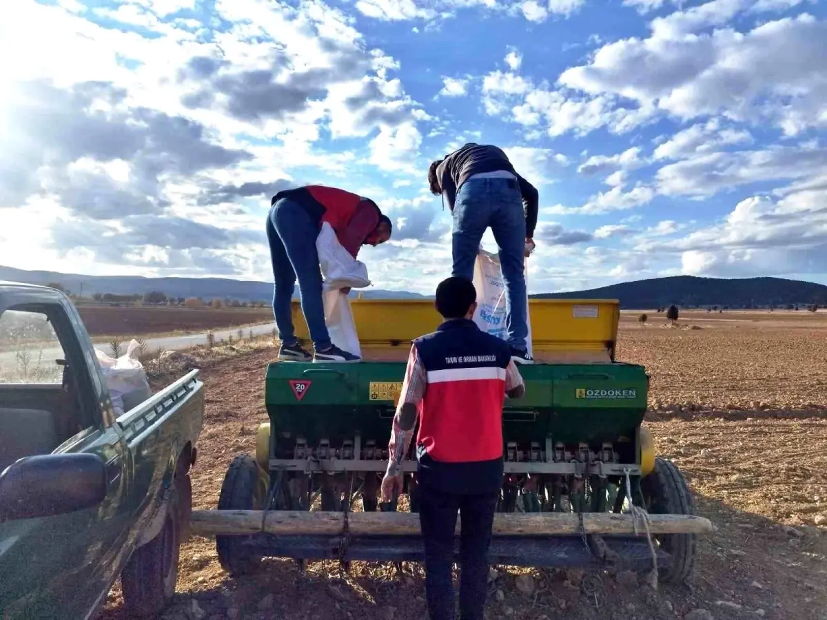cavdarhisarda tohum dagitimi ve ekimi BxejDw1F.jpg