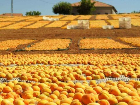 Zirai donun ardindan yuzler yeniden guldu malatyada bereketli hasat donemi 8PTwOrud